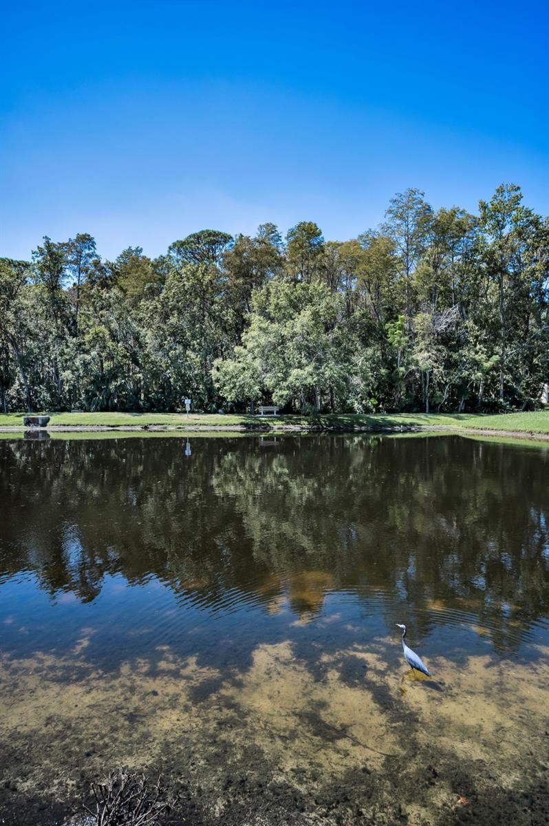 PINE RIDGE AT LAKE TARPON VILLAGE - Residential