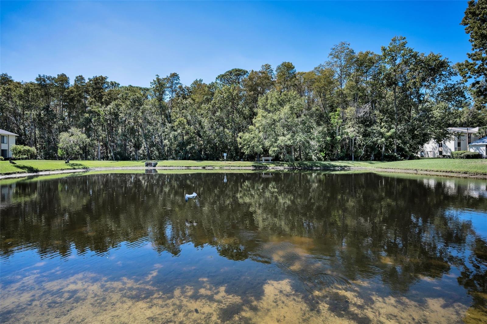 PINE RIDGE AT LAKE TARPON VILLAGE - Residential