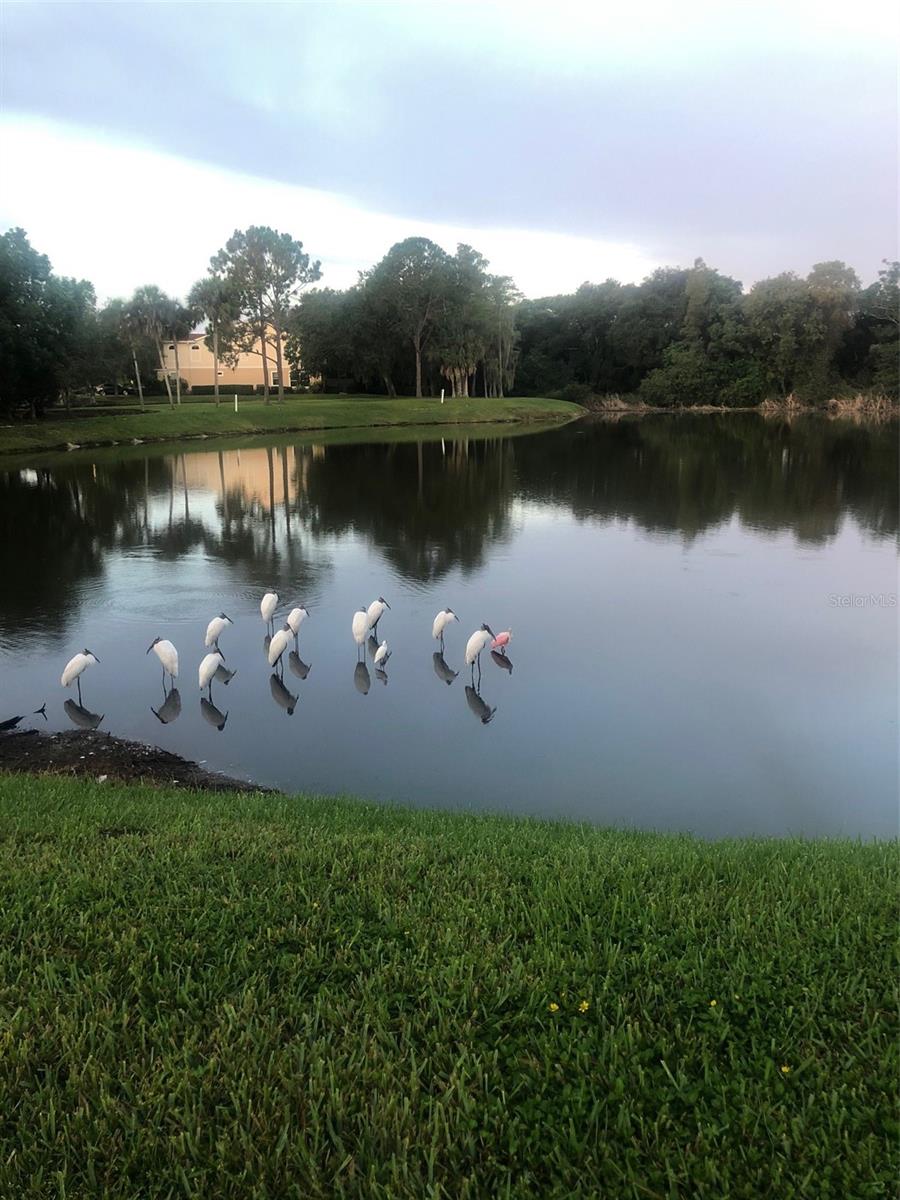 CARROLLWOOD VILLAGE NORTHMEADO - Residential