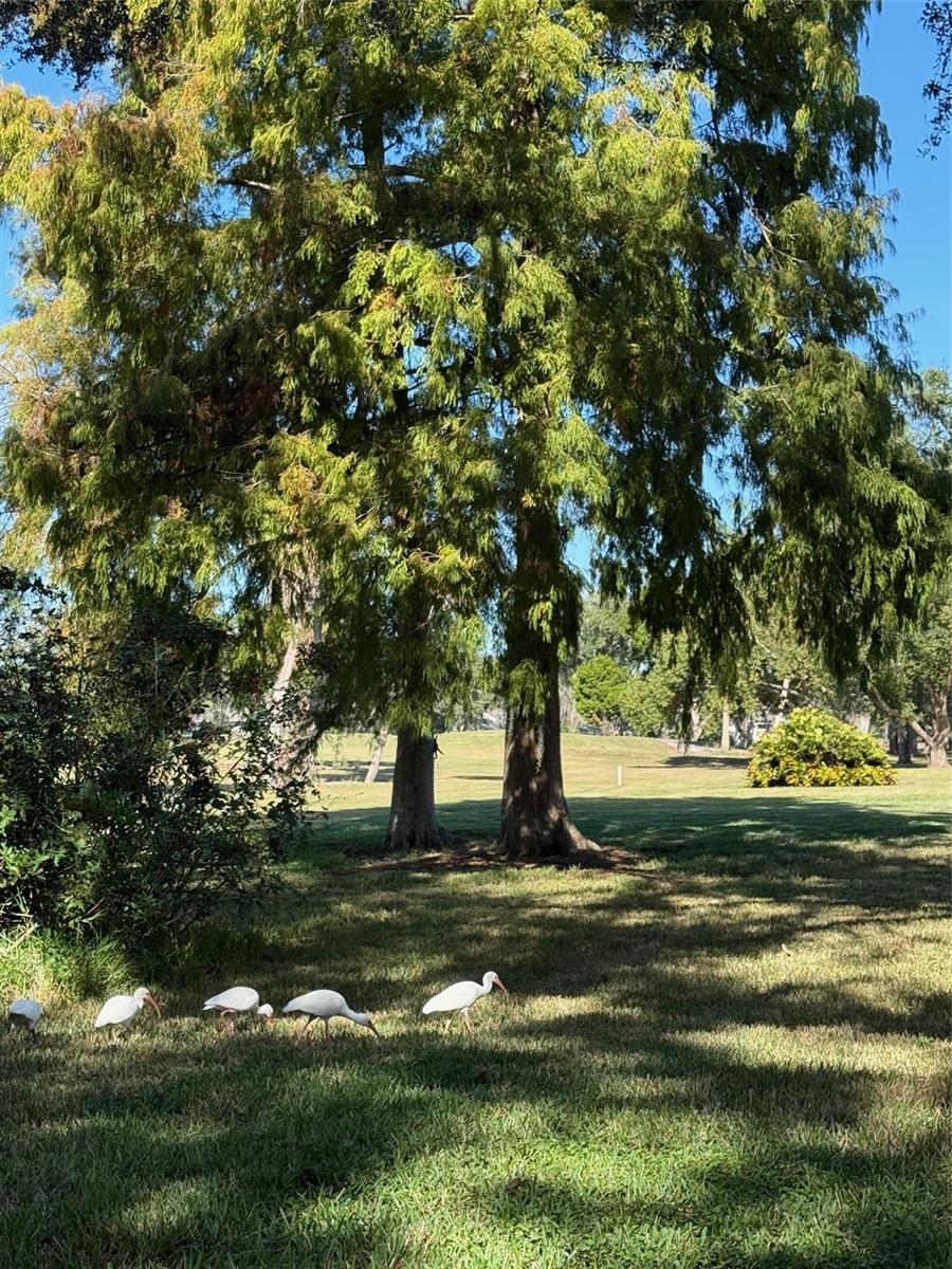 CARROLLWOOD VILLAGE NORTHMEADO - Residential