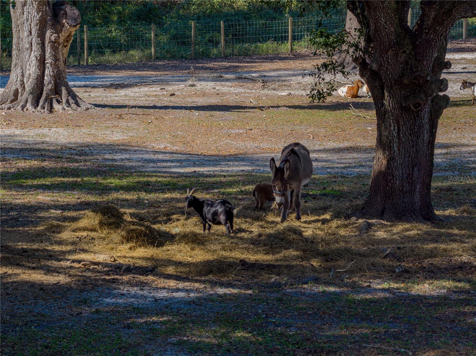 ACREAGE - Residential