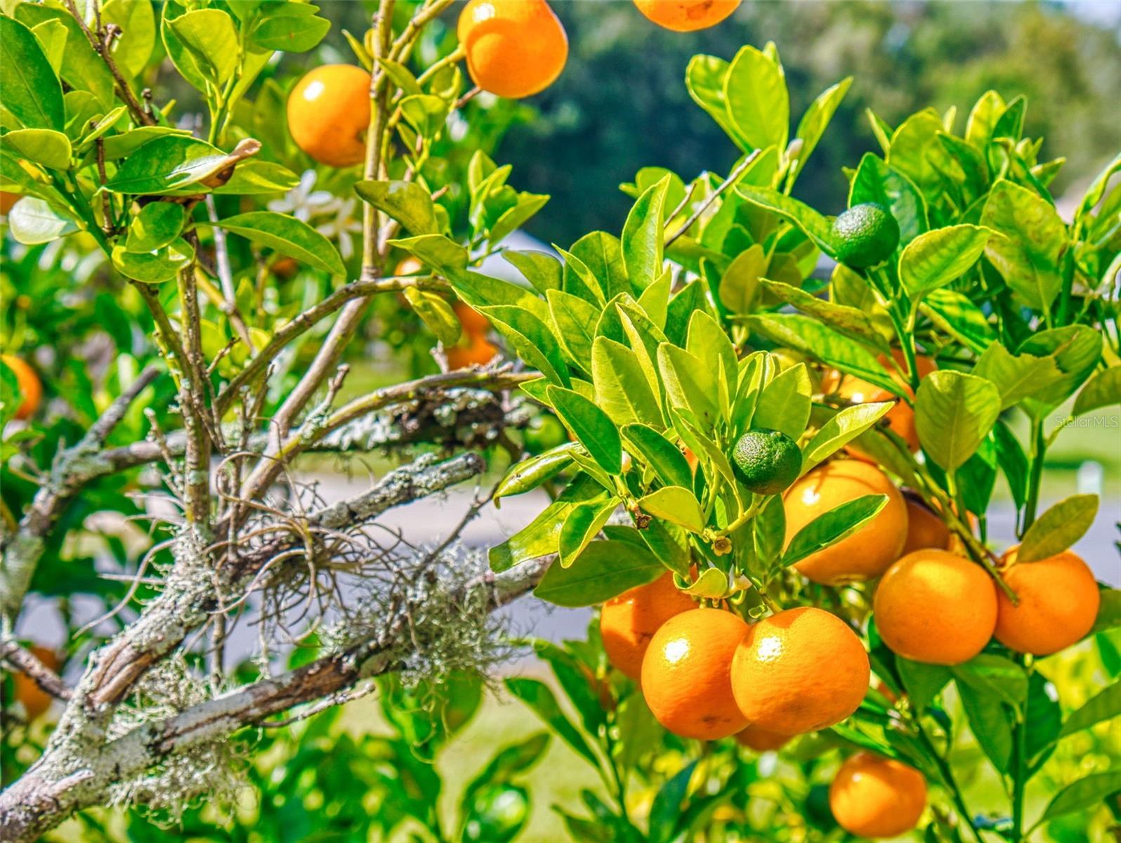 CANTERBURY LAKE ESTATES SECOND ADD - Residential