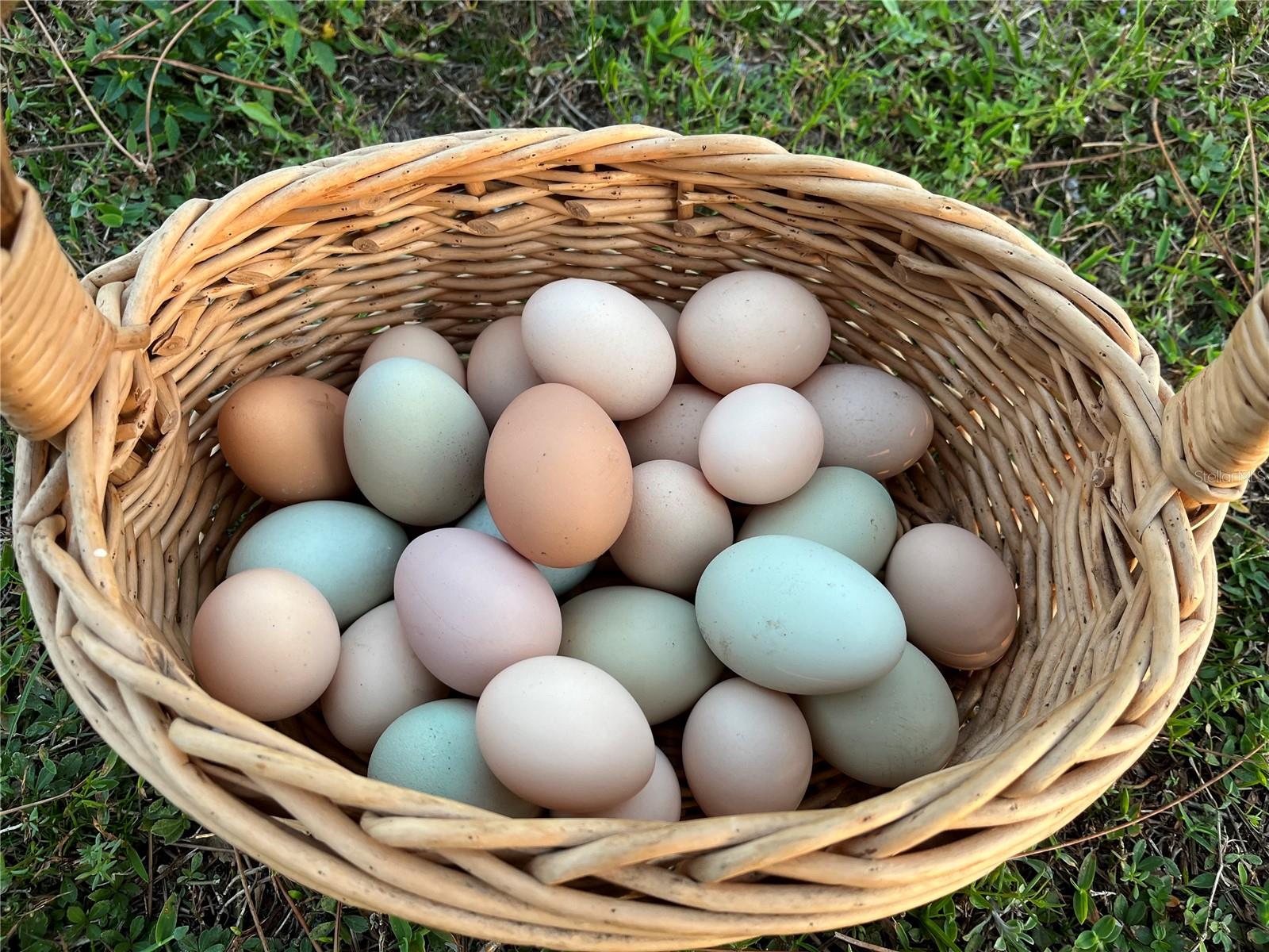 MYAKKA VALLEY RANCHES - Residential