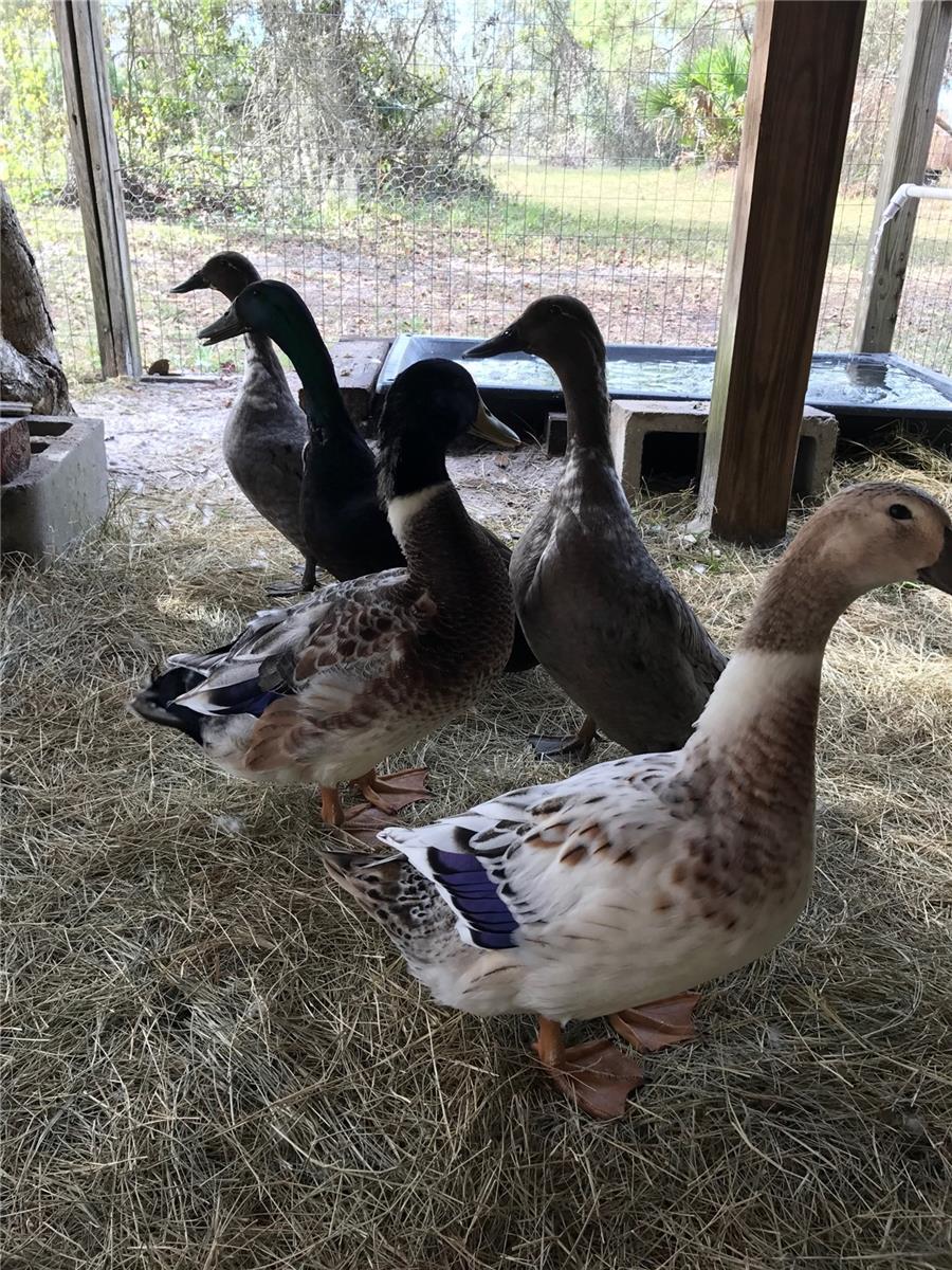 MYAKKA VALLEY RANCHES - Residential