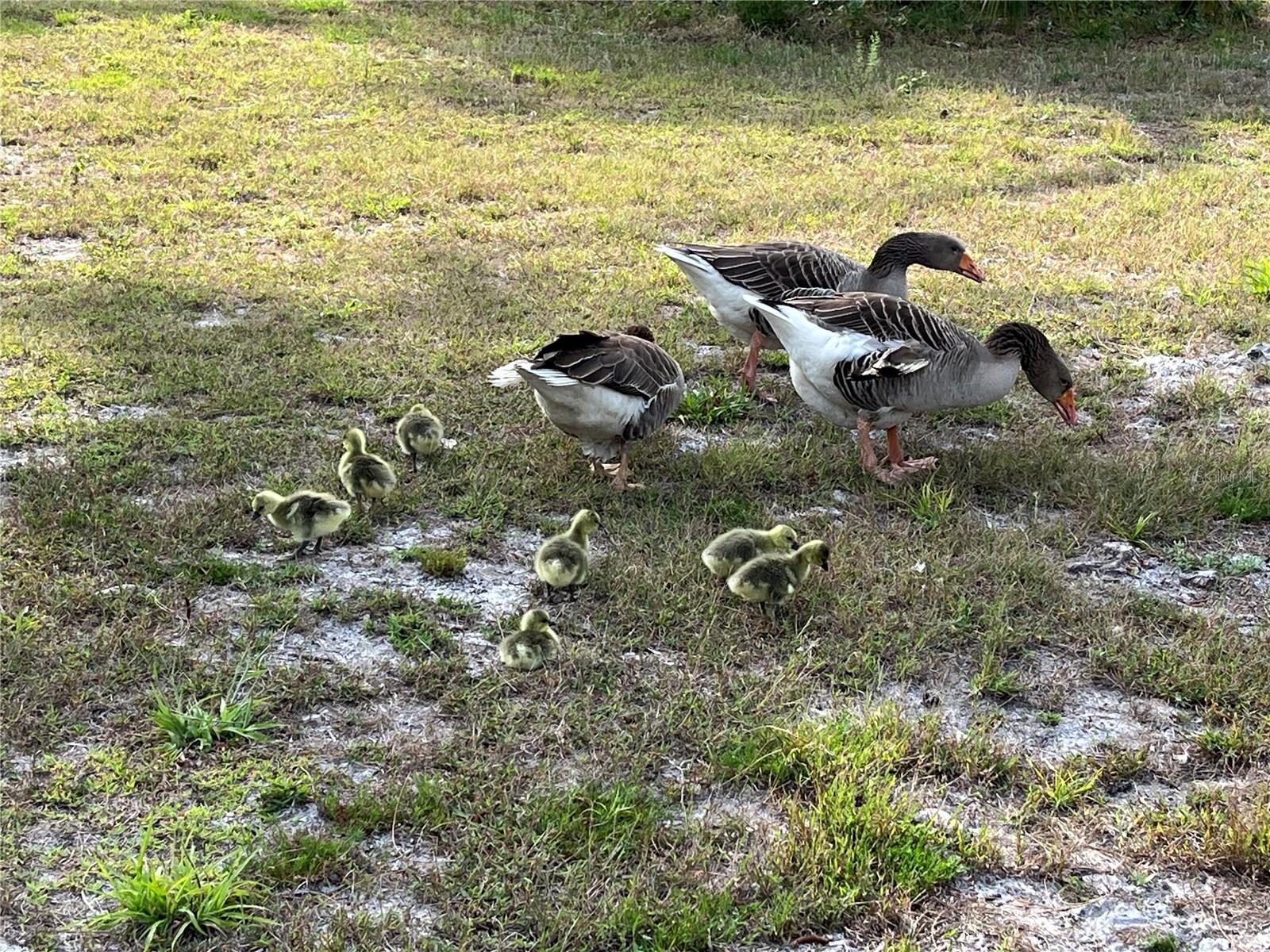 MYAKKA VALLEY RANCHES - Residential