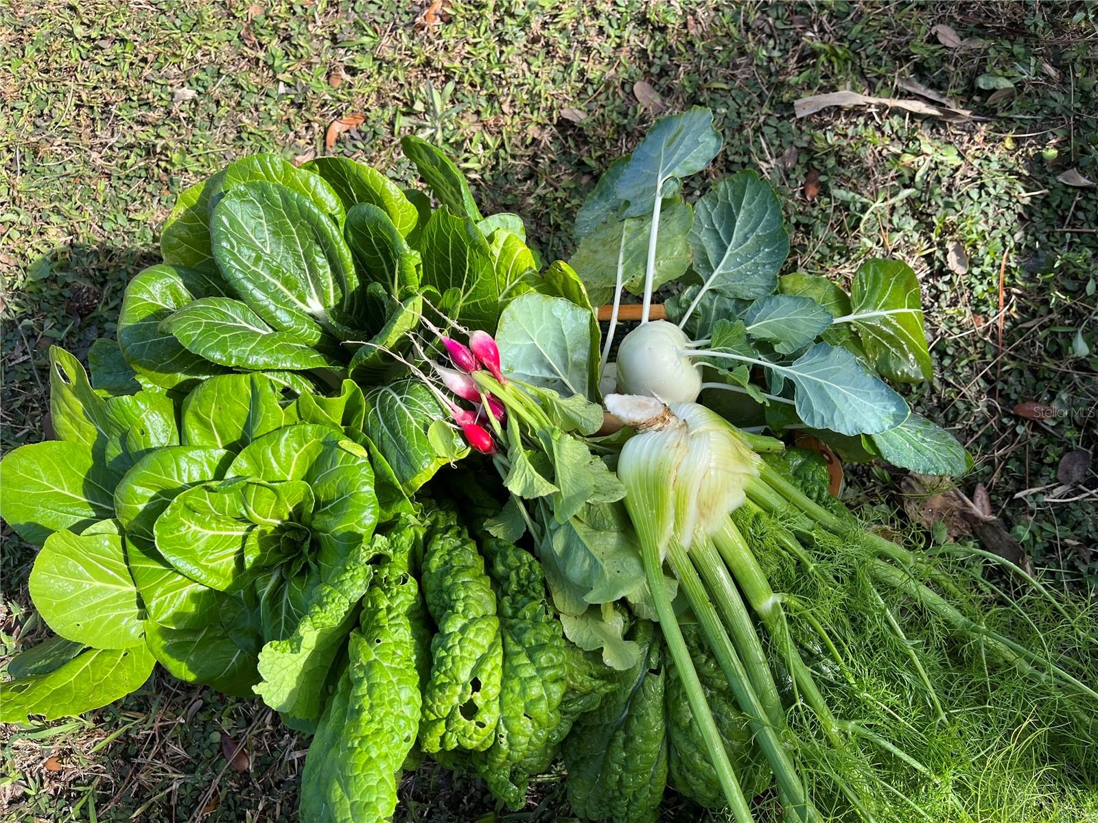 MYAKKA VALLEY RANCHES - Residential