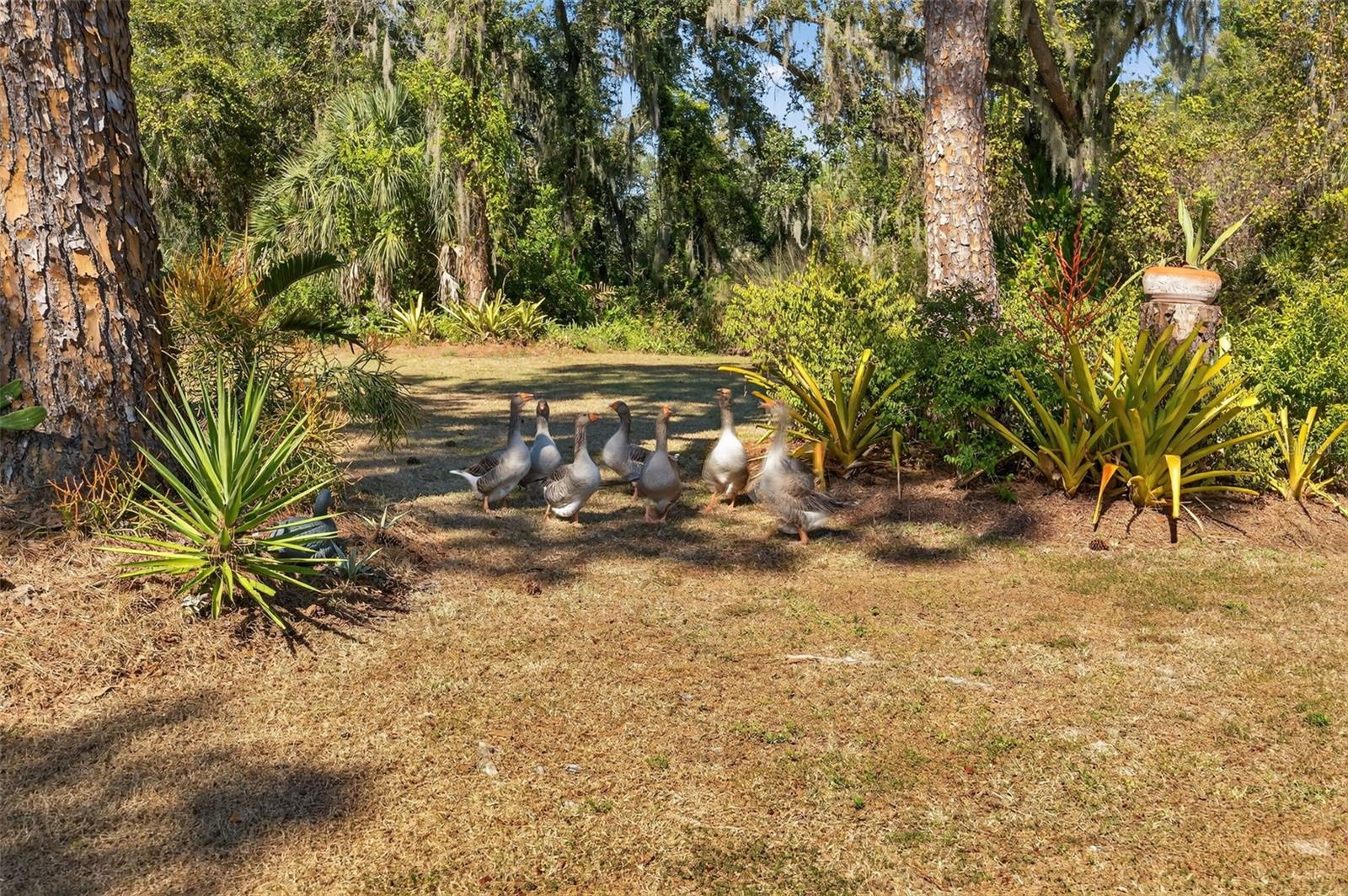 MYAKKA VALLEY RANCHES - Residential