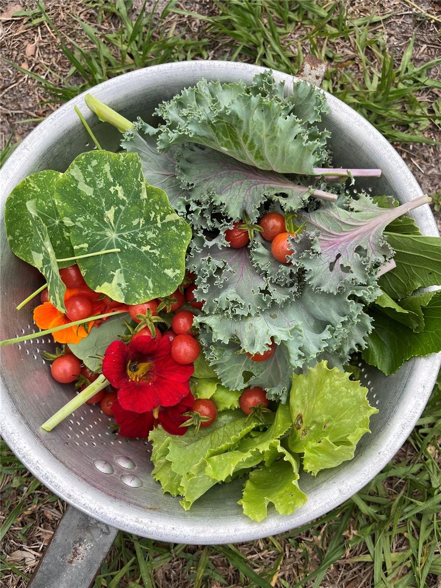 MYAKKA VALLEY RANCHES - Residential