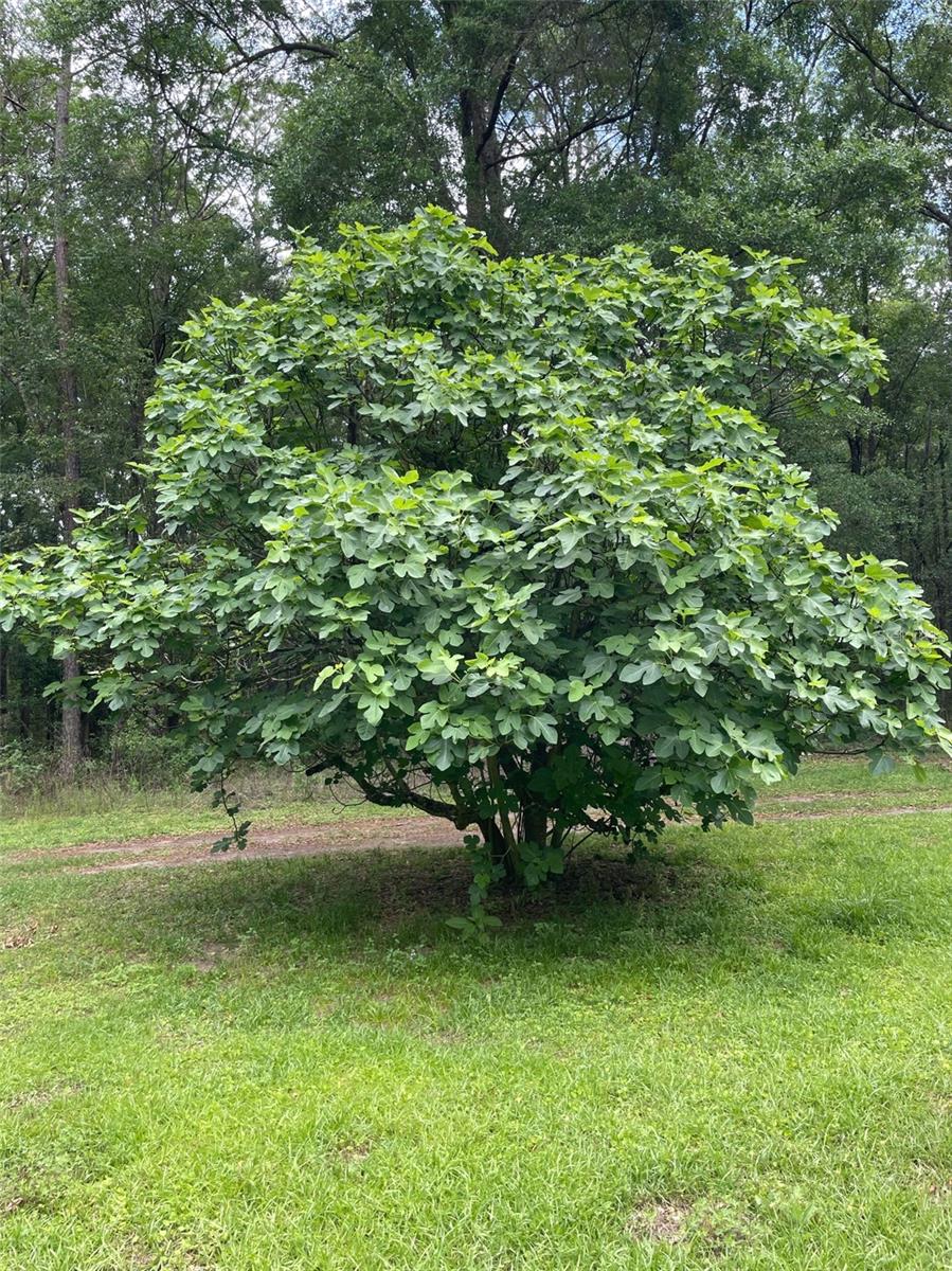 LAUREL FARMS - Residential