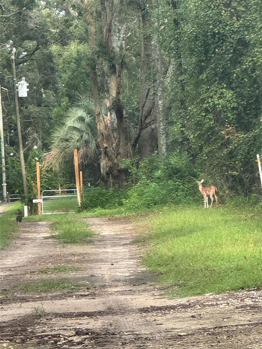 LAUREL FARMS - Residential