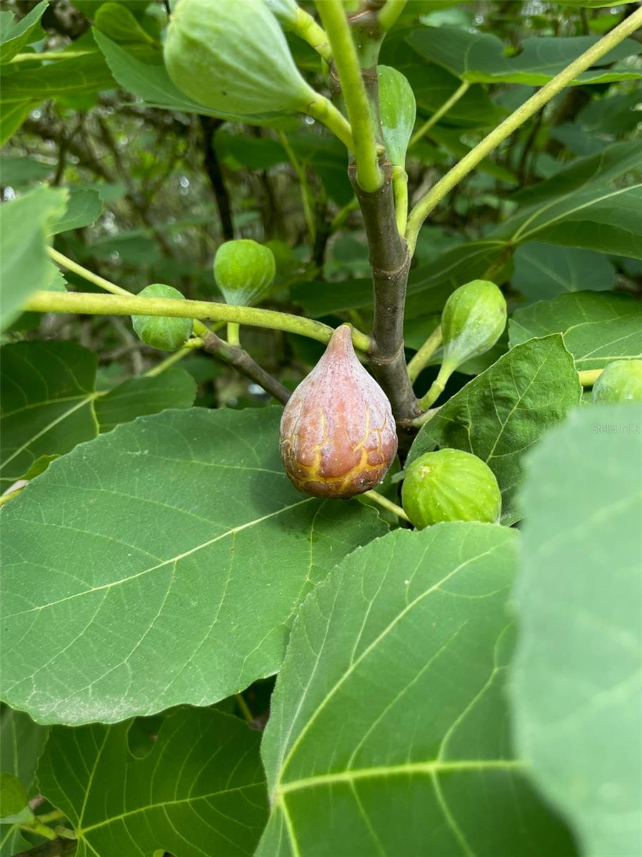 LAUREL FARMS - Residential