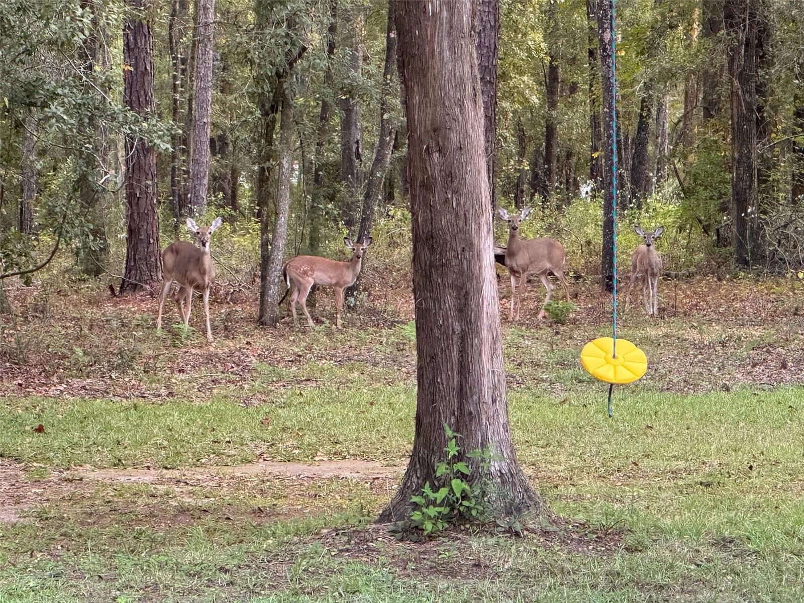 LAUREL FARMS - Residential