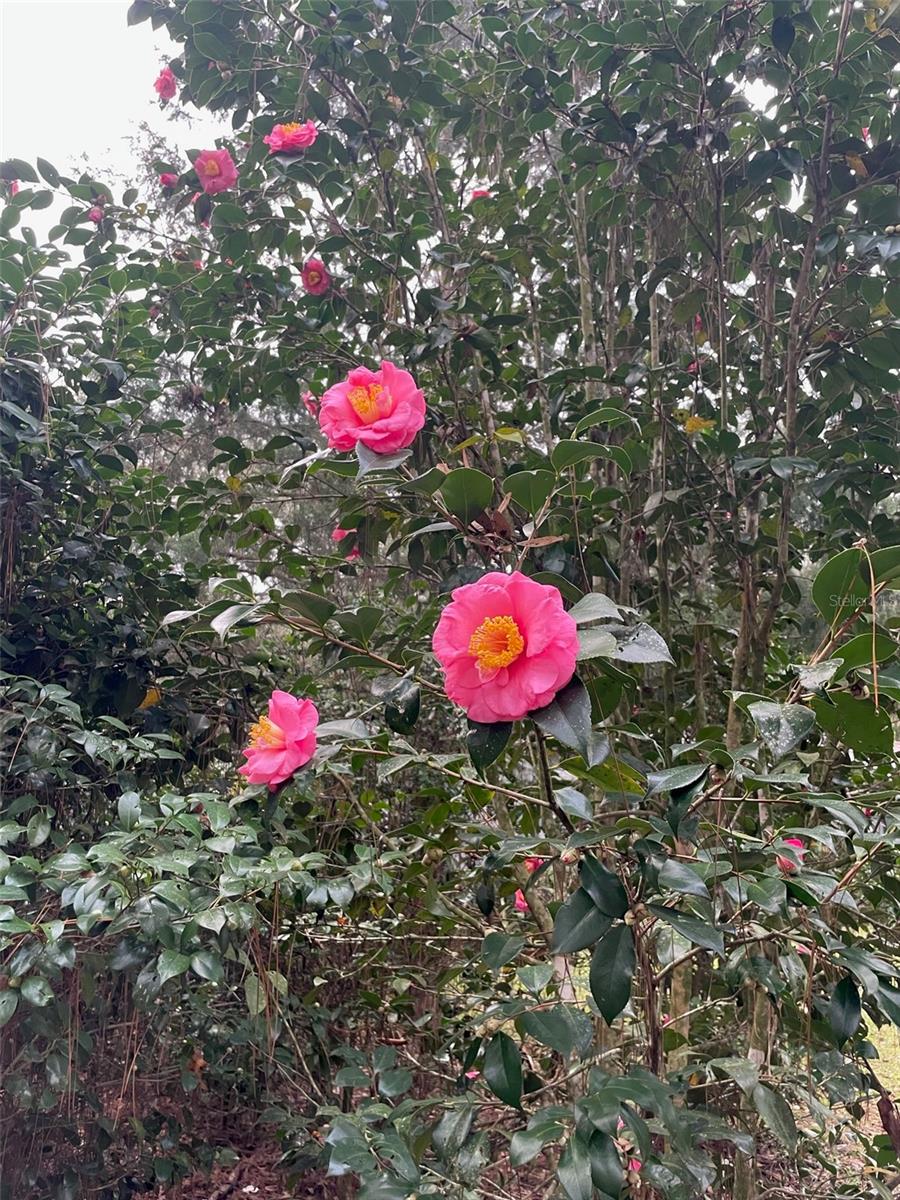 LAUREL FARMS - Residential