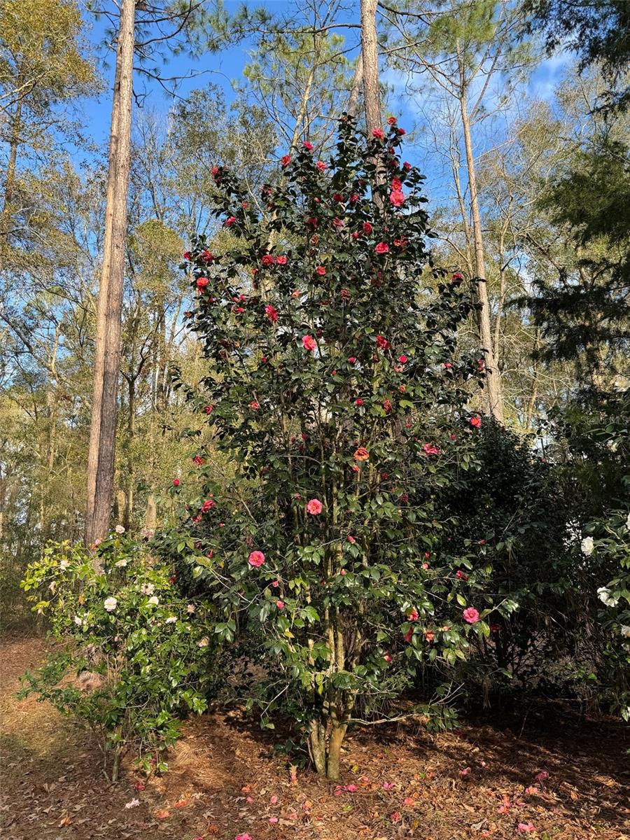 LAUREL FARMS - Residential