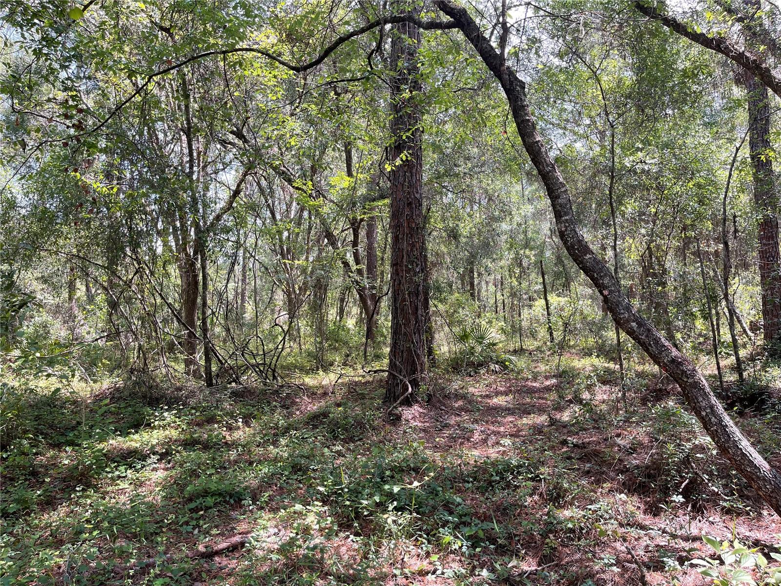 RIDGE MANOR ESTATES - Land