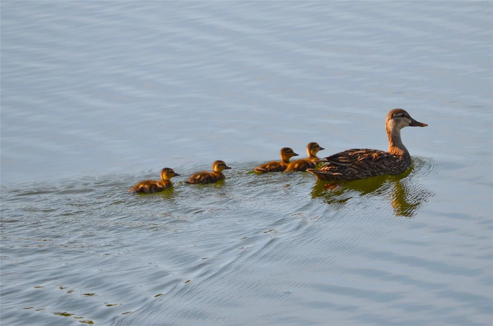 TALA LAKES PH 10 BLDG L - Residential