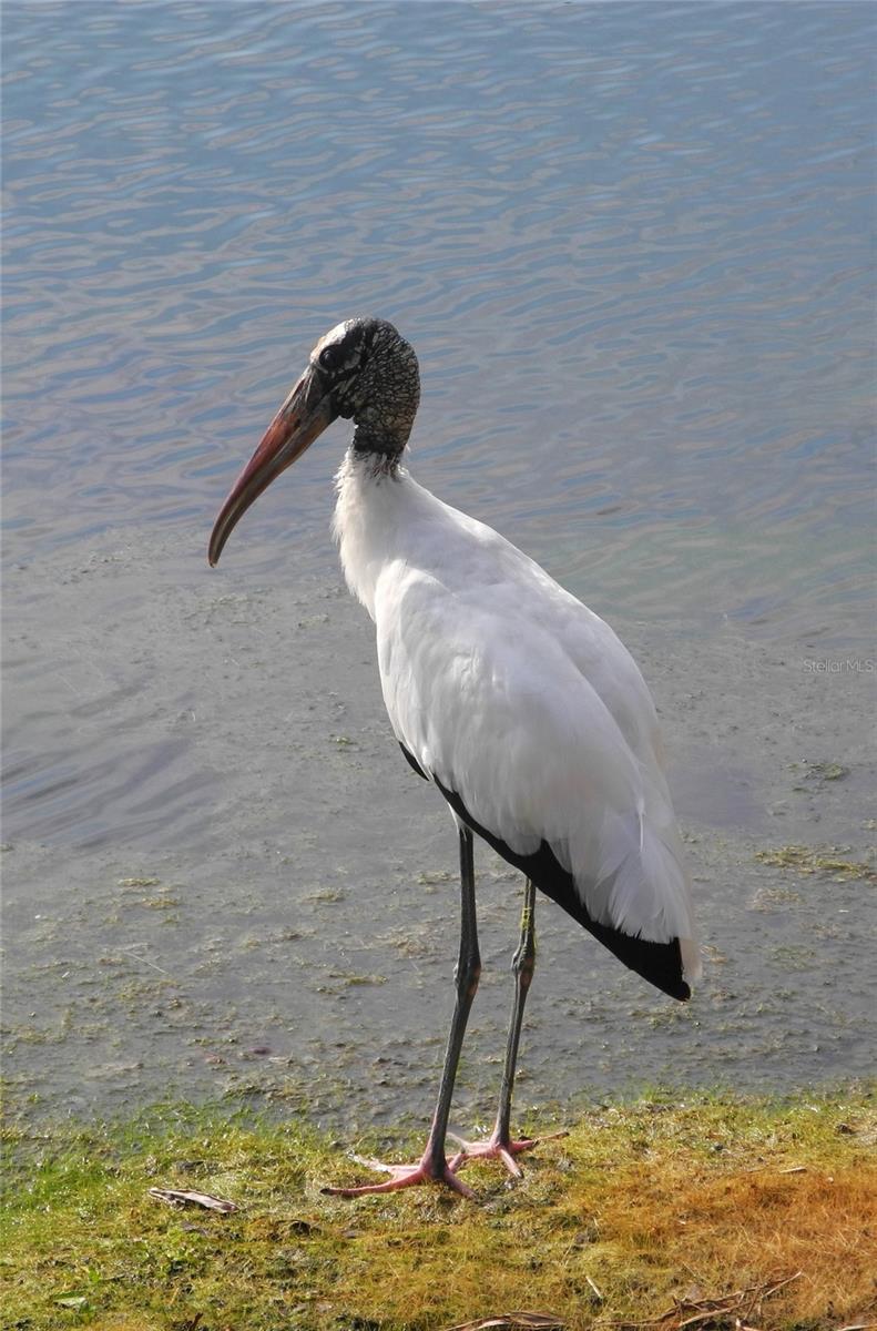 TALA LAKES PH 10 BLDG L - Residential