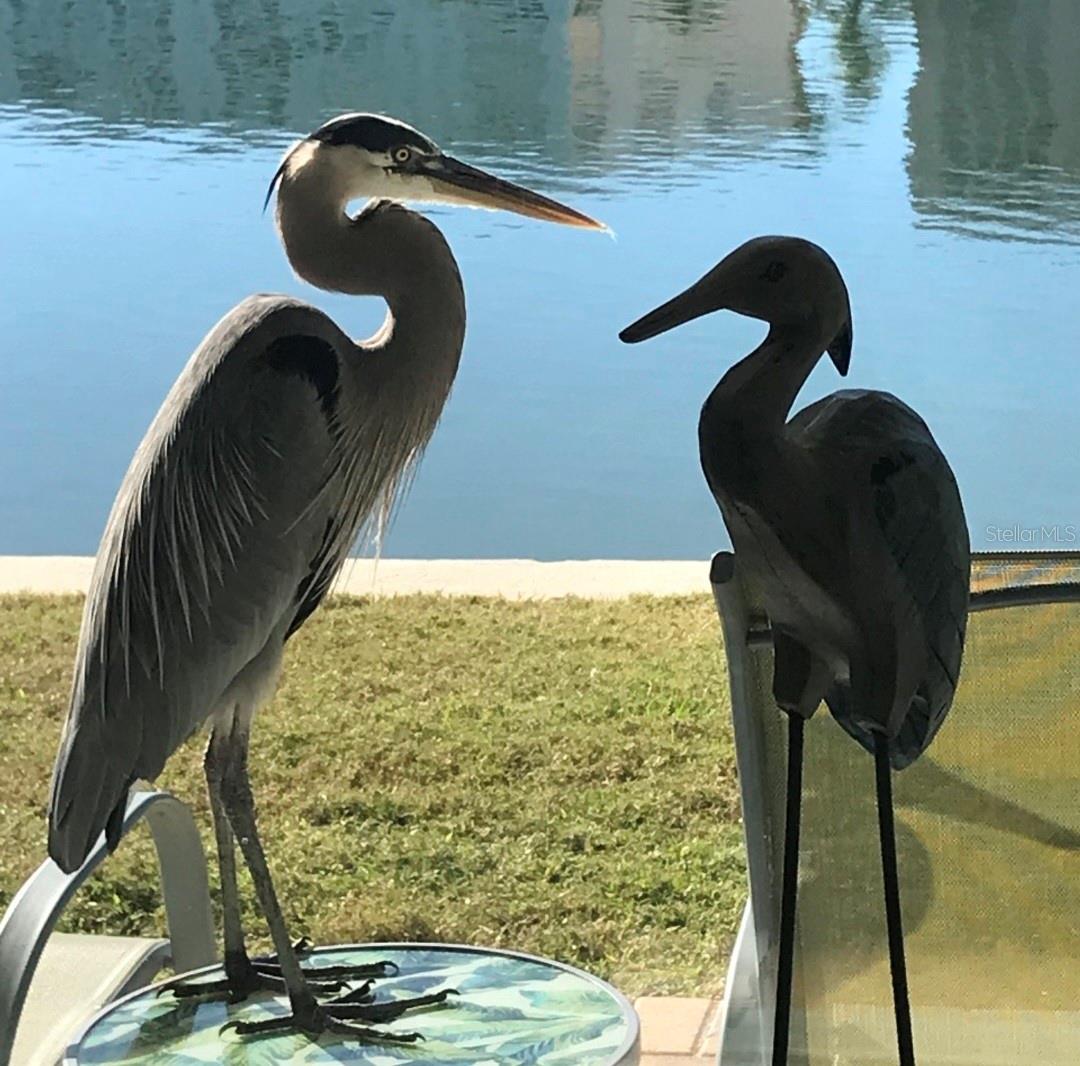 TOWN SHORES OF GULFPORT - Residential