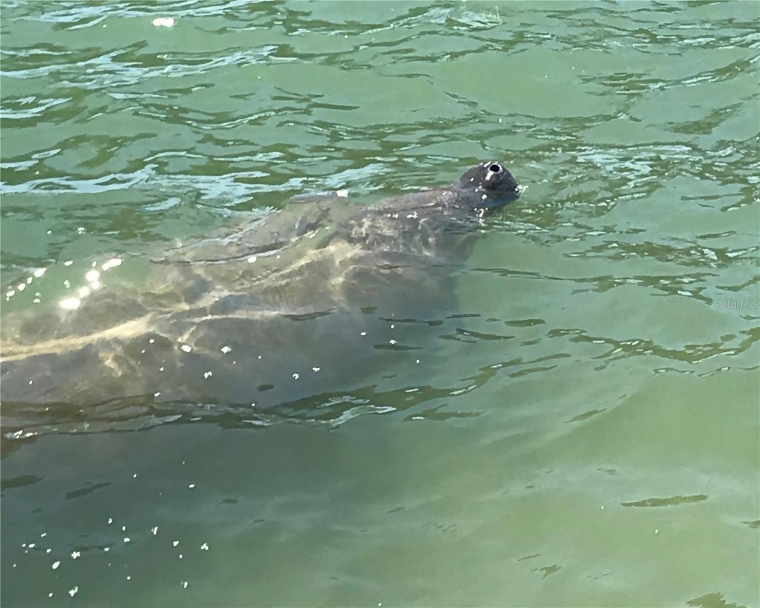 TOWN SHORES OF GULFPORT - Residential
