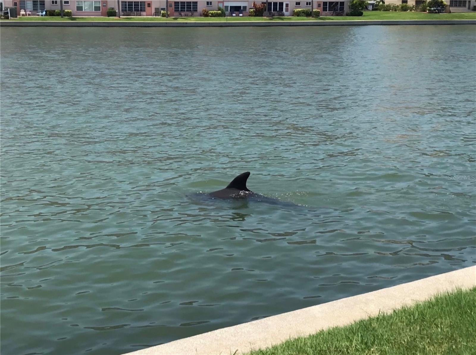 TOWN SHORES OF GULFPORT - Residential