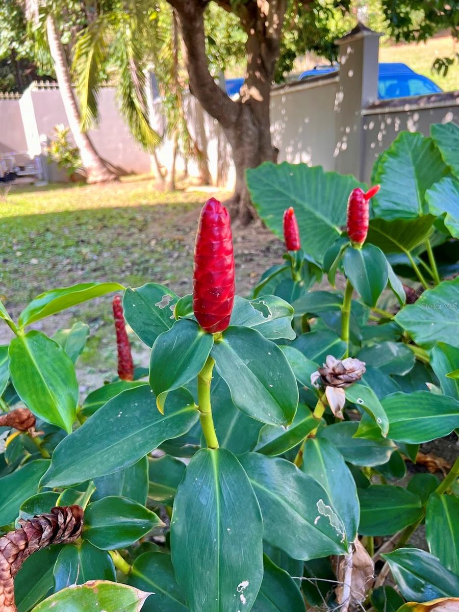 FLORIDA - Residential