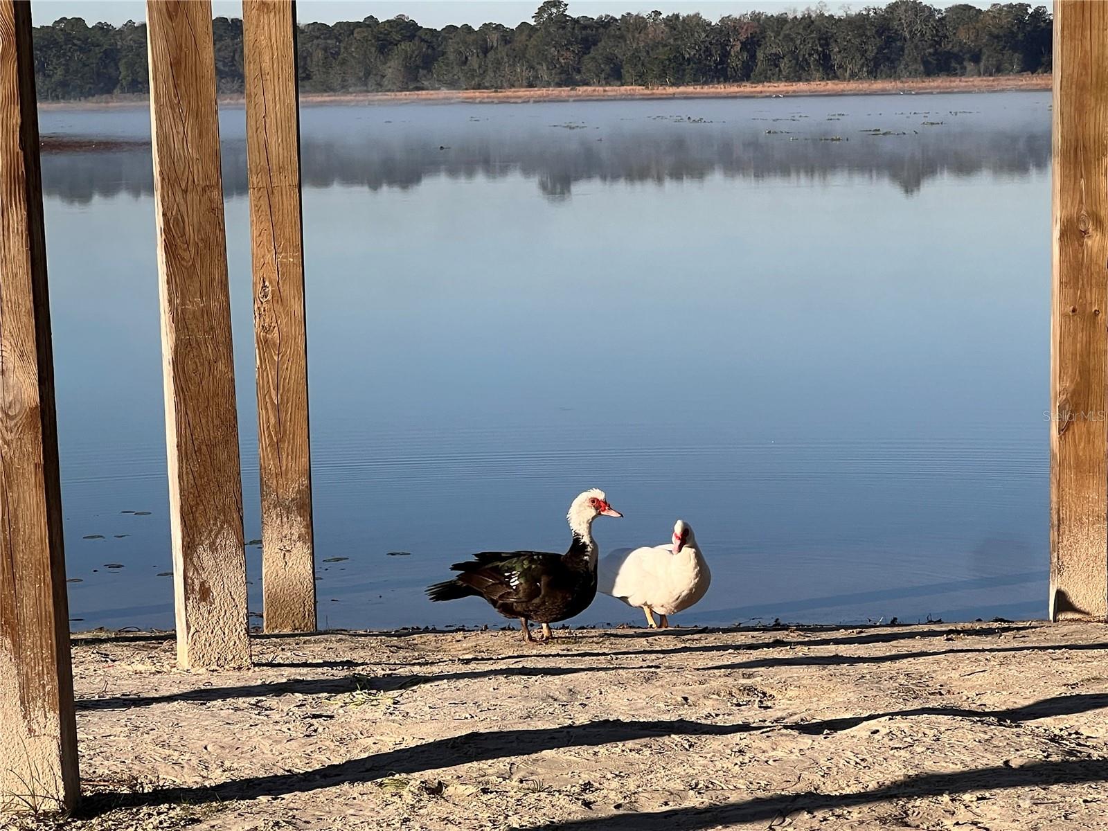 RAINBOW LAKES ESTATES - Land