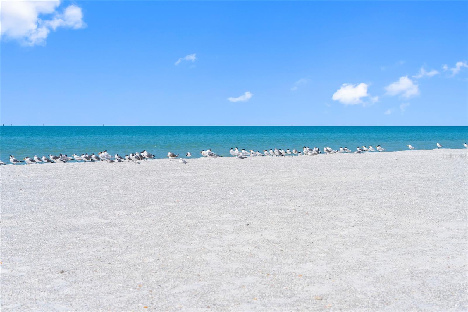 GULF BELLEAIR BEACH CONDO - Residential