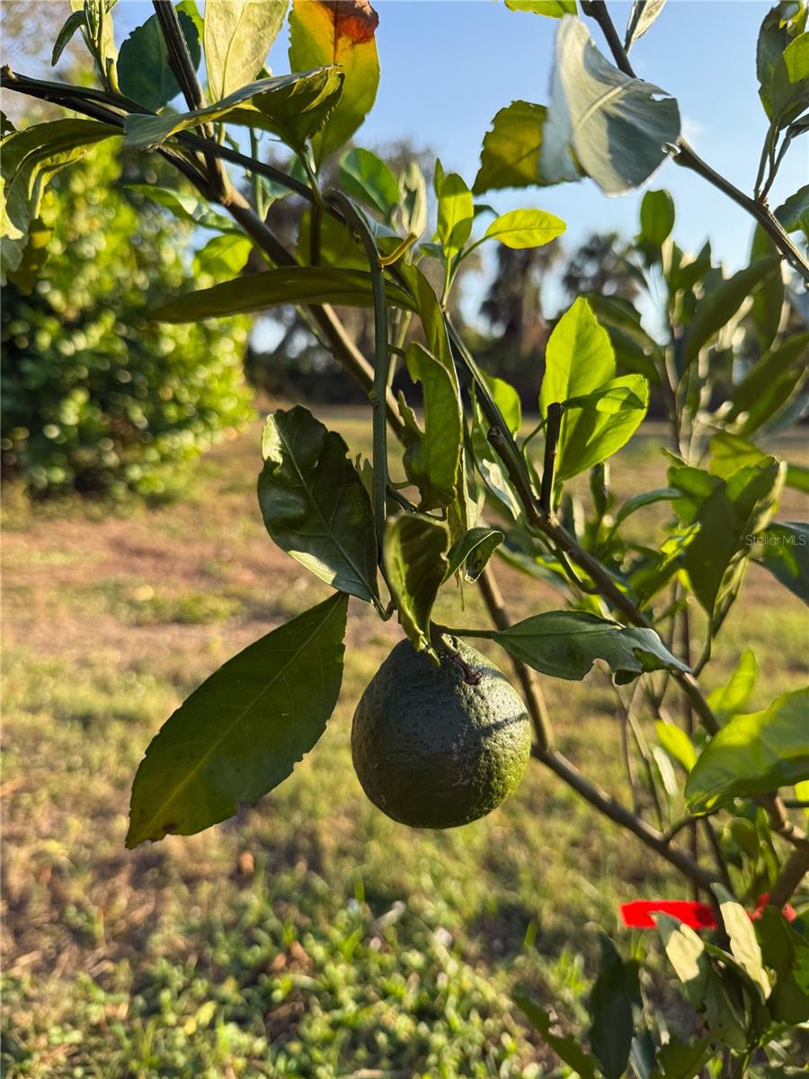 1629 - PORT CHARLOTTE SUB 39 REPLAT OF TRACT B - Residential