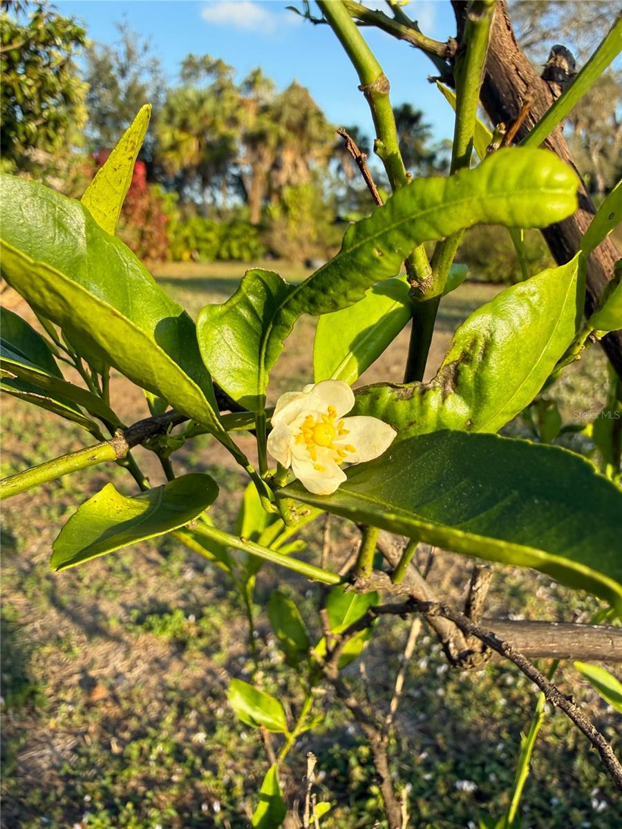 1629 - PORT CHARLOTTE SUB 39 REPLAT OF TRACT B - Residential