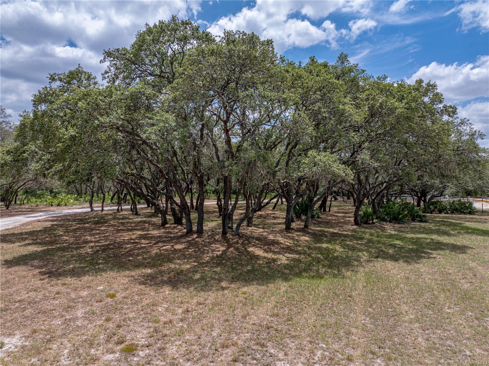MAMMOTH GROVE - Residential