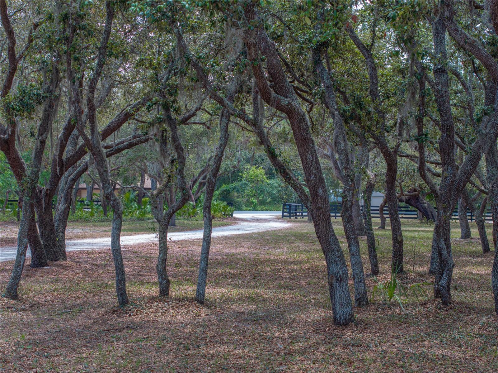 MAMMOTH GROVE - Residential