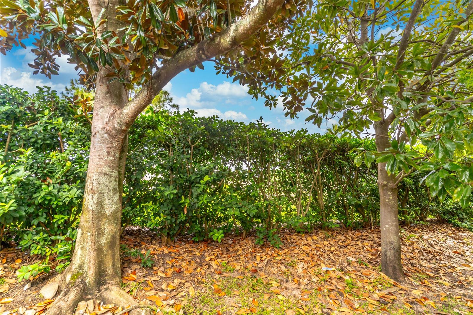 MAGNOLIA POINTE - Residential