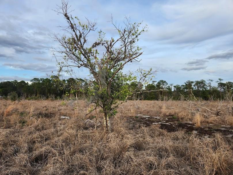 OAKRIDGE ESTATES PHASE 10 PB 83 PG 5 LOT 12 LYING - Land