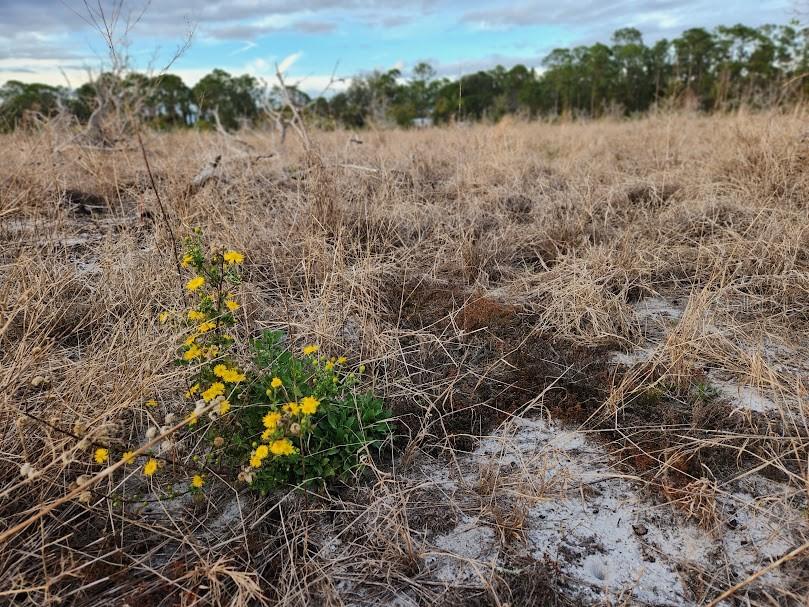 OAKRIDGE ESTATES PHASE 10 PB 83 PG 5 LOT 12 LYING - Land