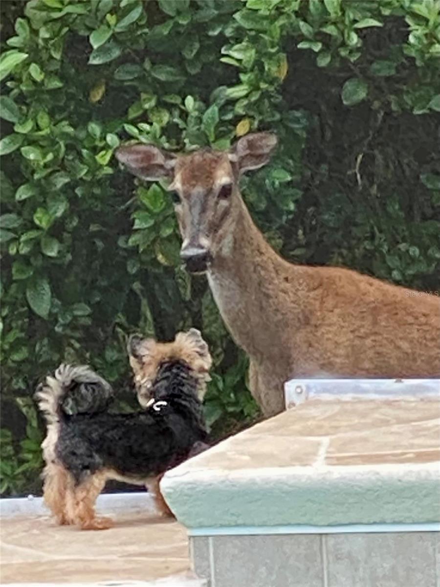 CHEVAL WEST VILLG 7 DEAUVILL - Residential