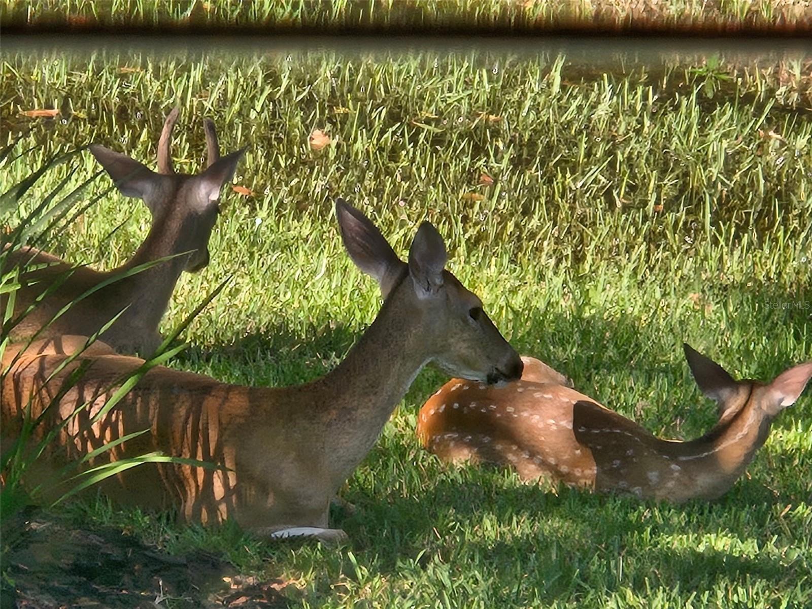 CHEVAL WEST VILLG 7 DEAUVILL - Residential