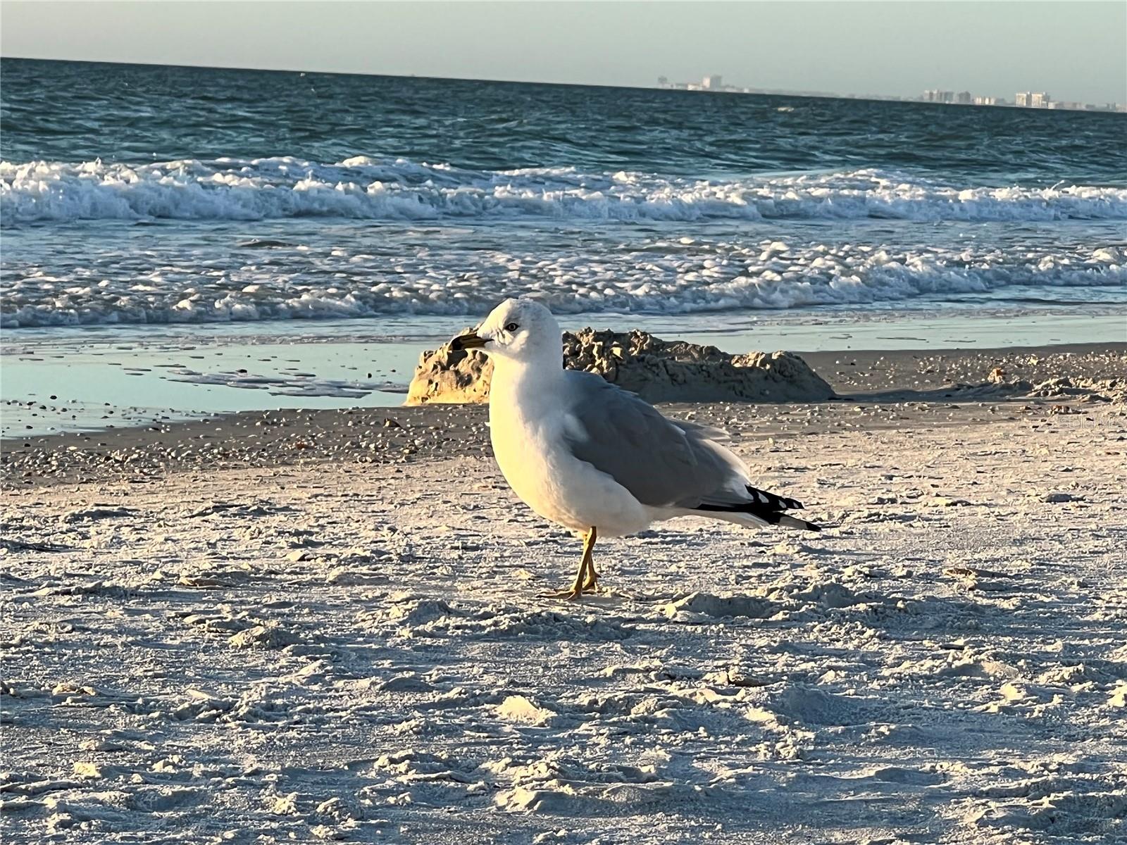 NORTH BEACH VILLAGE II - Residential