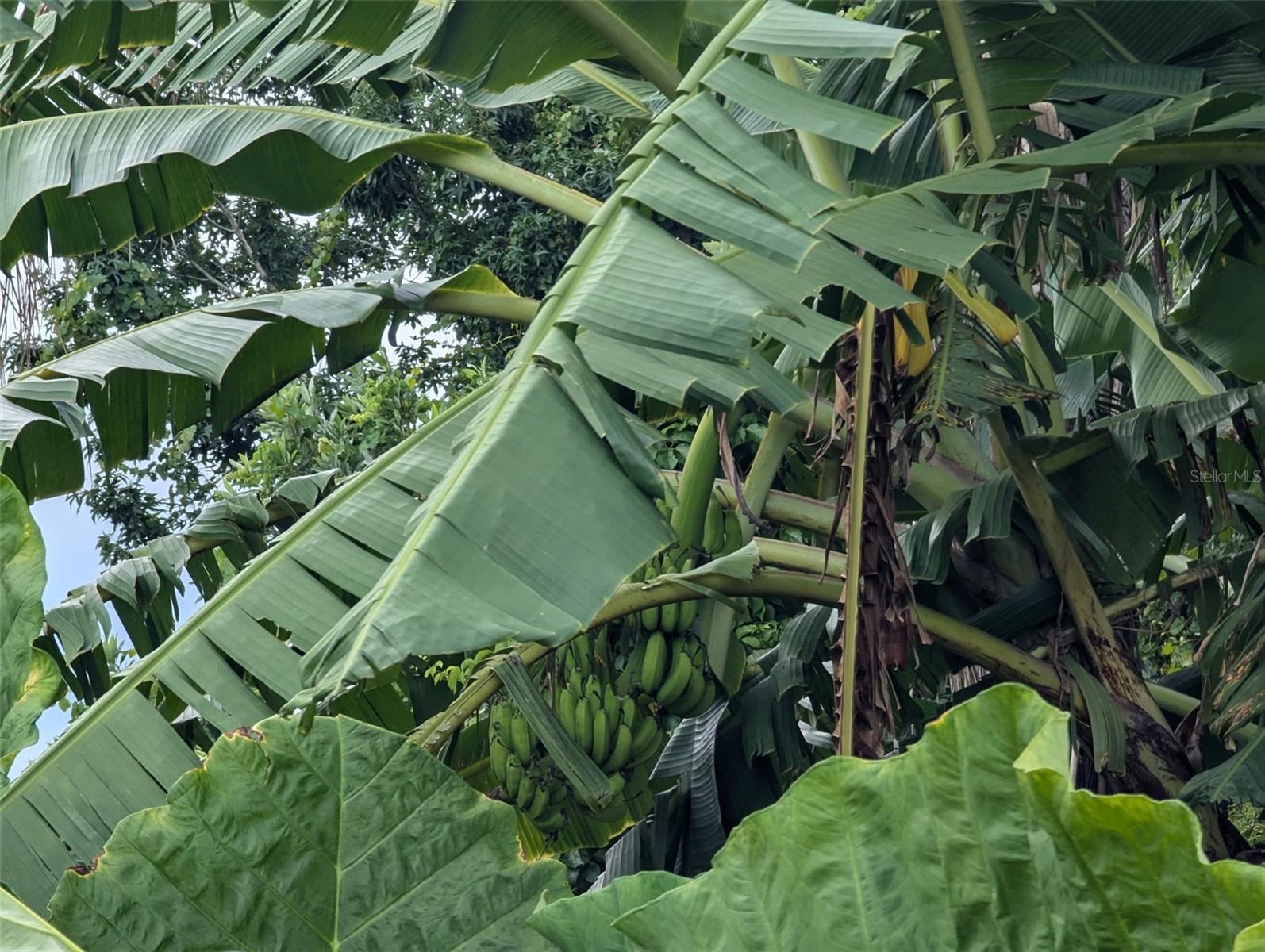 xxxx OLD BRADENTON ROAD