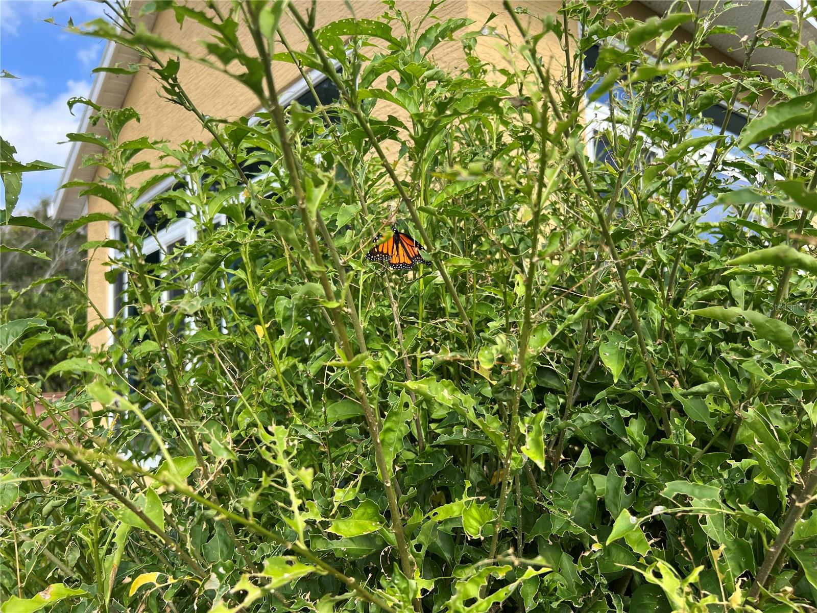 TWIN LAKES ESTATES - Residential