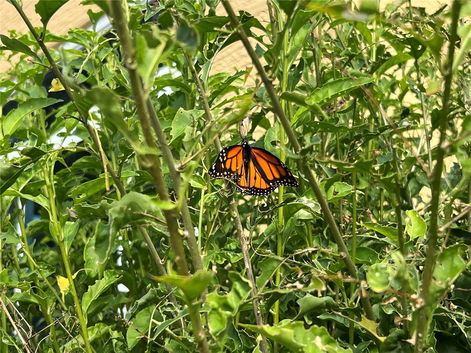 TWIN LAKES ESTATES - Residential