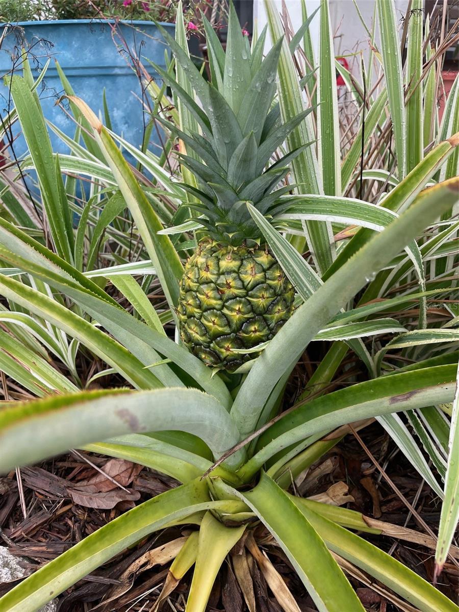 PALM COAST SEC 15 - Residential