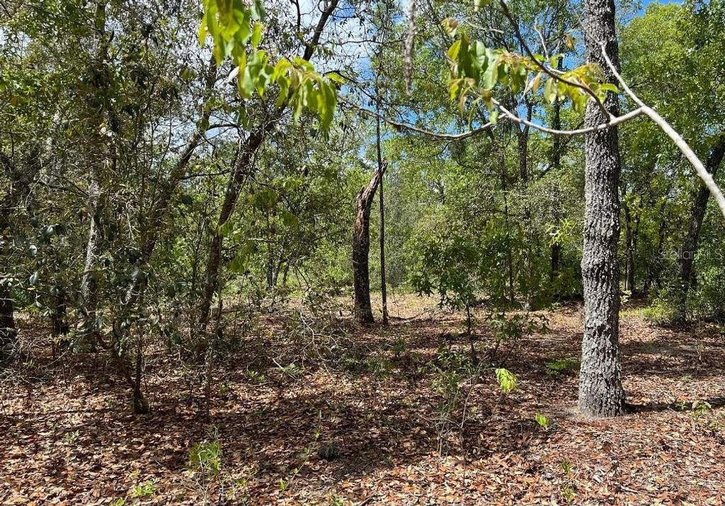 Photo of 0000 Lady Bug Lane, Melrose, FL 32666 (MLS # A4698672)