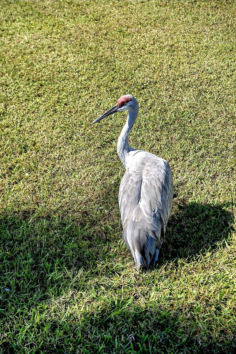 MONTEGO BAY - Residential