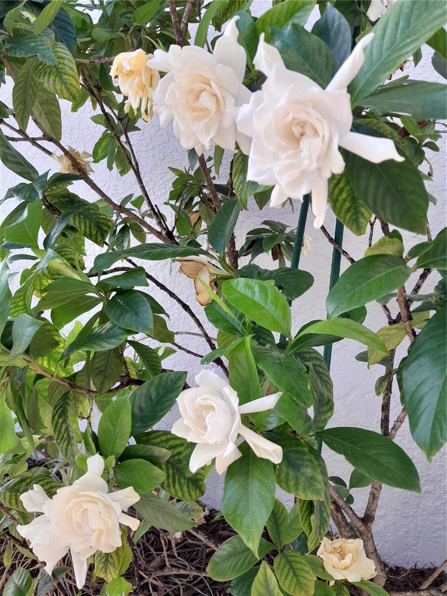 CITRUS HIGHLANDS PH I SUB - Residential