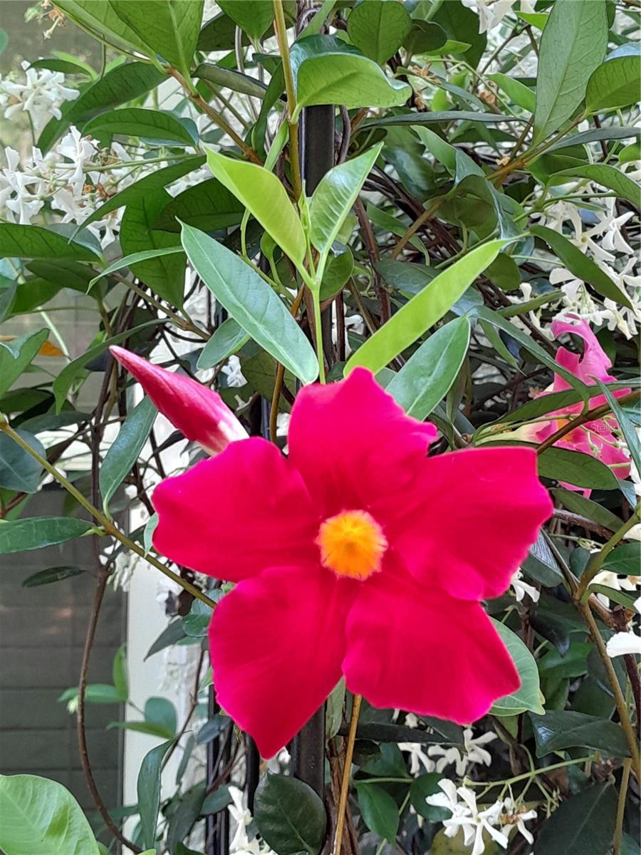 CITRUS HIGHLANDS PH I SUB - Residential