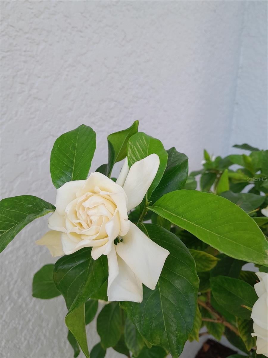 CITRUS HIGHLANDS PH I SUB - Residential