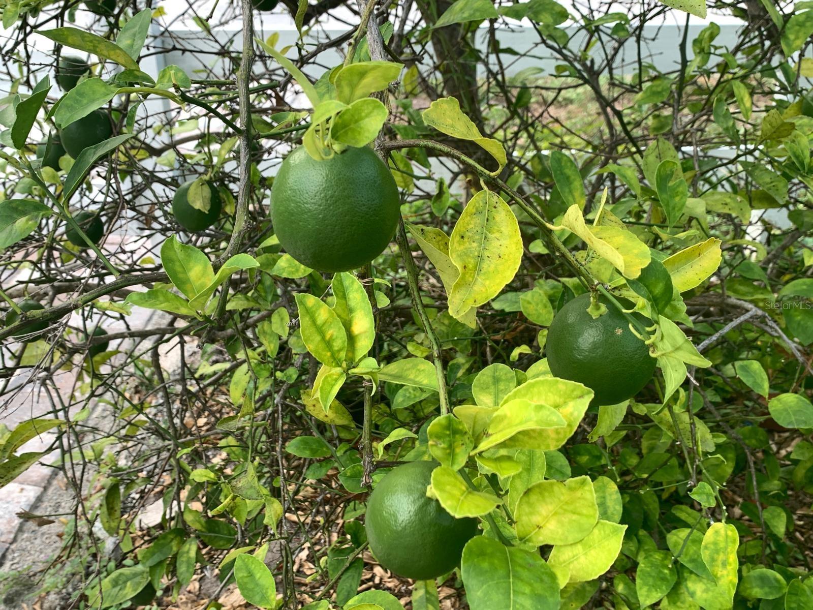 VIRGINIA PARK - Residential