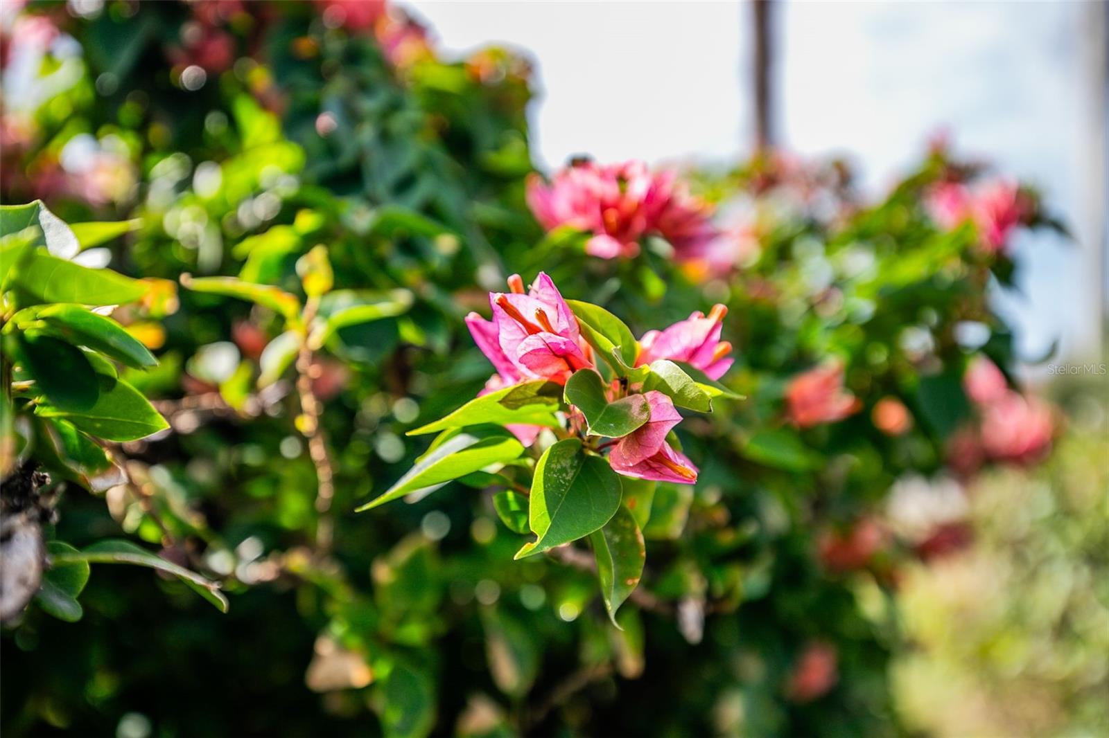 LAKES OF CAPRI - Residential