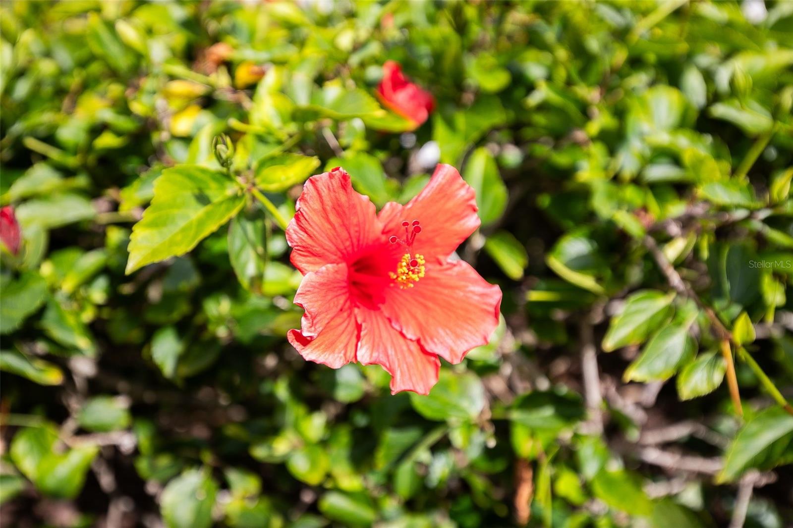LAKES OF CAPRI - Residential