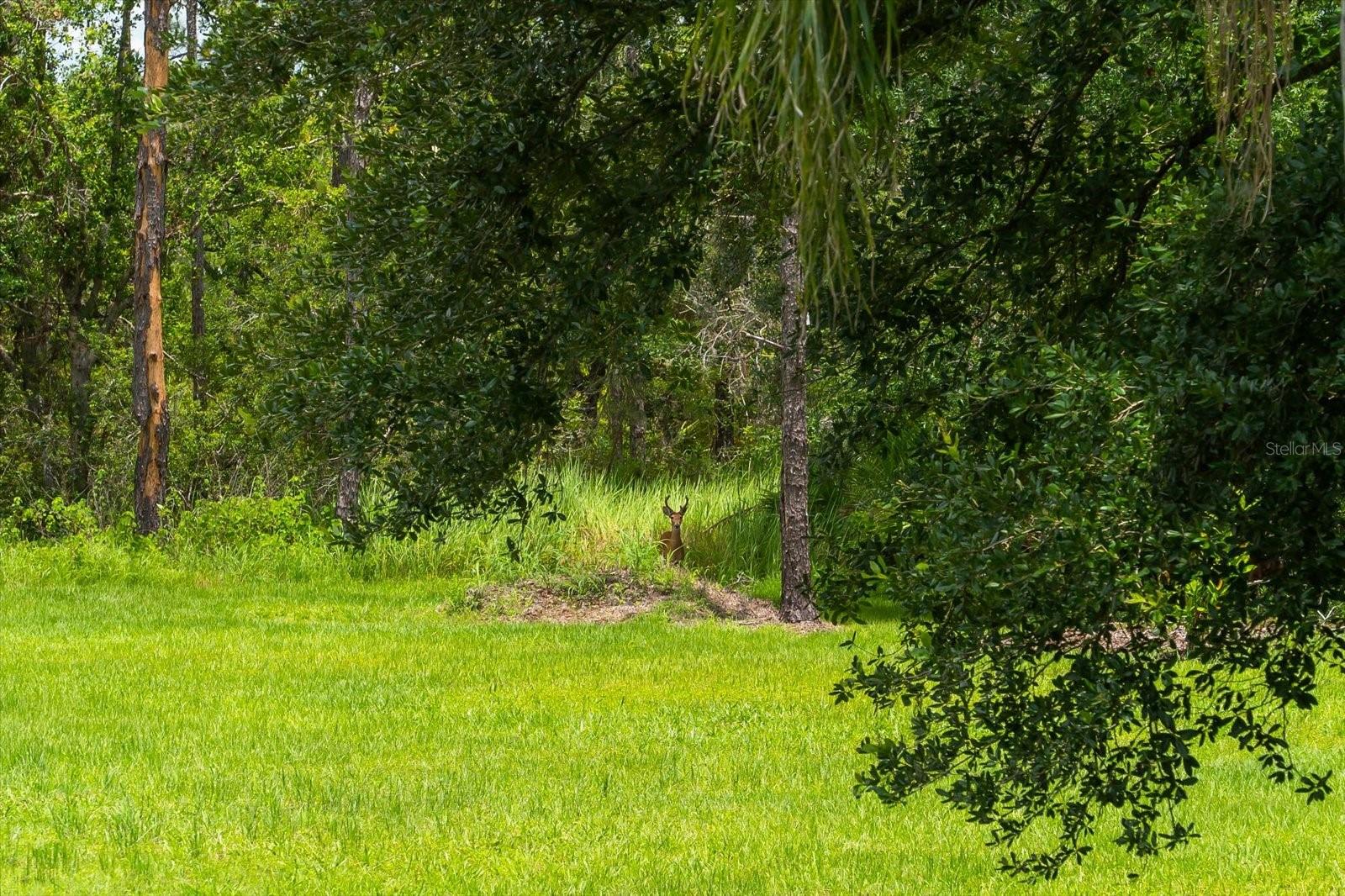 PANTHER RIDGE - Residential